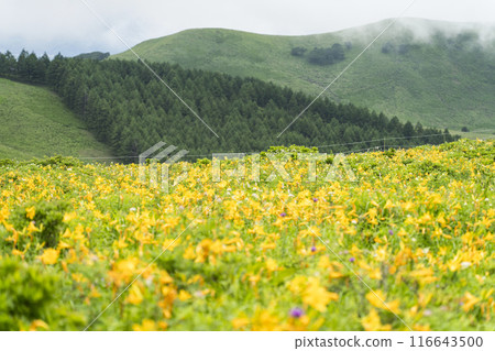 Day lilies blooming on the Kirigamine Plateau (2024) 116643500