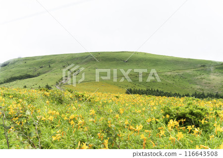 霧峰高原上盛開的黃花菜(2024年) 霧峰高原上盛開的黃花菜(2024年) 116643508