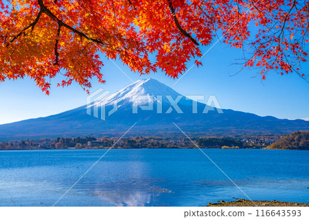 [Mt. Fuji material] Snow-capped Mt. Fuji and autumn leaves seen from Lake Kawaguchi in autumn [Yamanashi Prefecture] 116643593