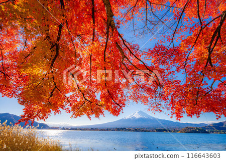 [富士山素材]秋天從河口湖看到的白雪皚皚的富士山和紅葉[山梨縣] 116643603