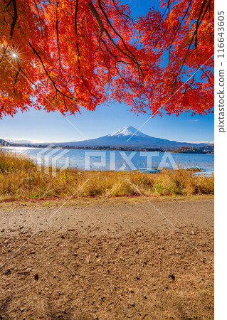 [Mt. Fuji material] Snow-capped Mt. Fuji and autumn leaves seen from Lake Kawaguchi in autumn [Yamanashi Prefecture] 116643605