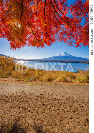 [Mt. Fuji material] Snow-capped Mt. Fuji and autumn leaves seen from Lake Kawaguchi in autumn [Yamanashi Prefecture] 116643606