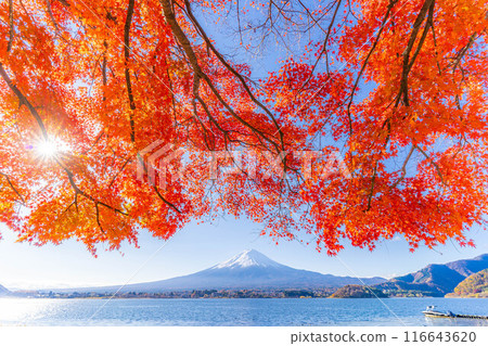 [富士山素材]秋天從河口湖看到的白雪皚皚的富士山和紅葉[山梨縣] 116643620