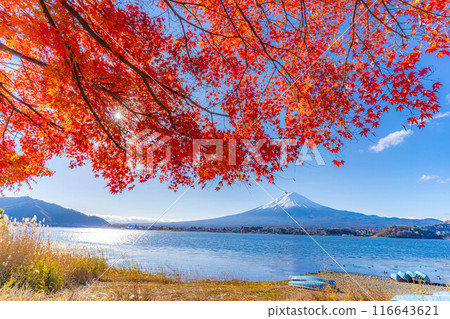 [Mt. Fuji material] Snow-capped Mt. Fuji and autumn leaves seen from Lake Kawaguchi in autumn [Yamanashi Prefecture] 116643621