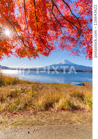 [Mt. Fuji material] Snow-capped Mt. Fuji and autumn leaves seen from Lake Kawaguchi in autumn [Yamanashi Prefecture] 116643622
