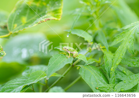 [雨季材料]騎在樹葉上的樹蛙[長野縣] 116643656