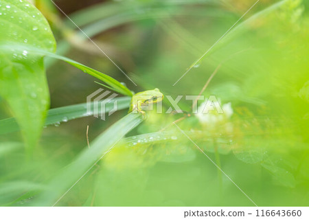 [Rainy season material] Tree frog resting on a leaf [Nagano Prefecture] 116643660