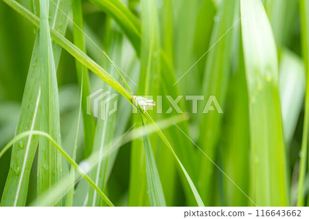 [Rainy season material] Tree frog resting on a leaf [Nagano Prefecture] 116643662