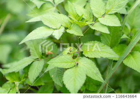 [Rainy season material] Tree frog resting on a leaf [Nagano Prefecture] 116643664