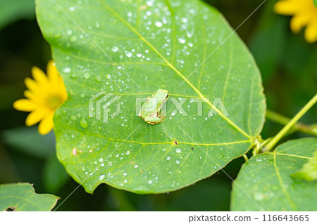 [Rainy season material] Tree frog resting on a leaf [Nagano Prefecture] 116643665