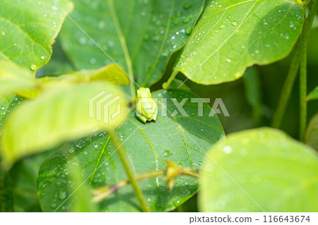 [Rainy season material] Tree frog resting on a leaf [Nagano Prefecture] 116643674