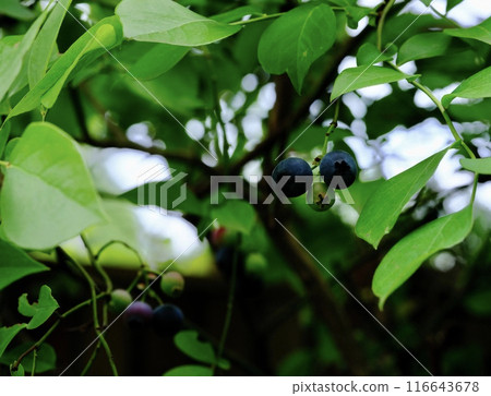 Fruitful blueberry fruit, soon to eat Fruitful blueberry fruit, soon to eat 116643678