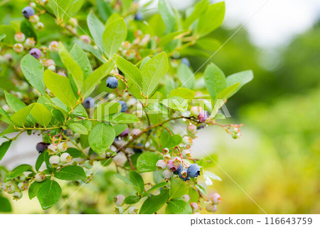[水果素材] 樹上生長的藍莓[長野縣] 116643759