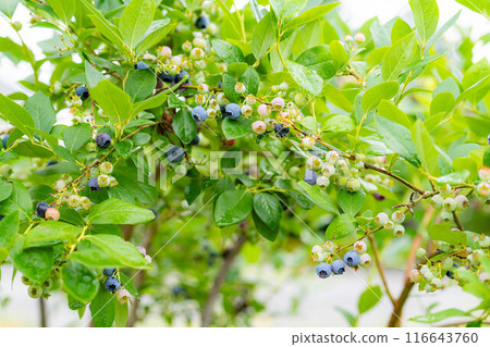 [水果素材] 樹上生長的藍莓[長野縣] 116643760