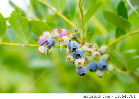 [Fruit material] Blueberries growing on trees [Nagano Prefecture] 116643761