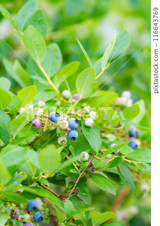 [Fruit material] Blueberries growing on trees [Nagano Prefecture] 116643769