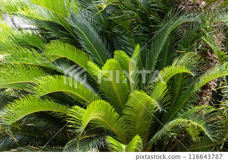 Giant Cycad 01 Giant Cycad 01 116643787