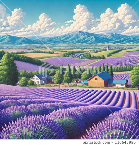 Summer lavender fields, mountains and sky in Furano 116643986
