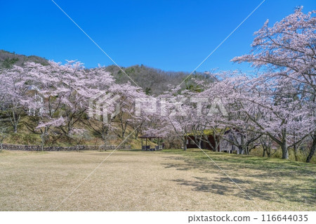 A wide lawn surrounded by cherry blossoms in full bloom against a blue sky 116644035