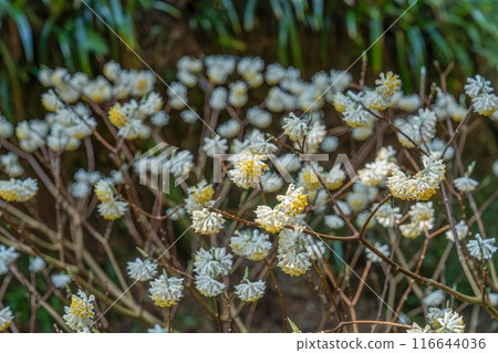 Bathing through the sun and shining in full bloom Bathing through the sun and shining in full bloom 116644036