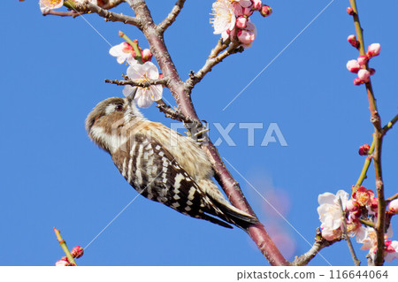 A Japanese Pygmy Woodpecker sucking nectar from a plum blossom in full bloom against a blue sky 116644064