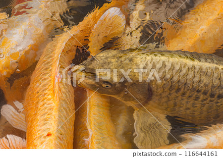 A golden carp A golden carp 116644161