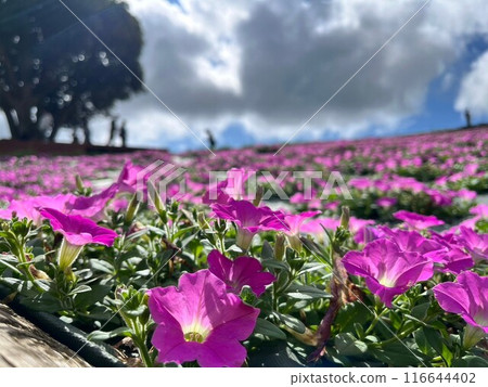 Petunia Petunia 116644402