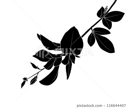 Black and white illustration of bush clover flowers (white background) 116644407