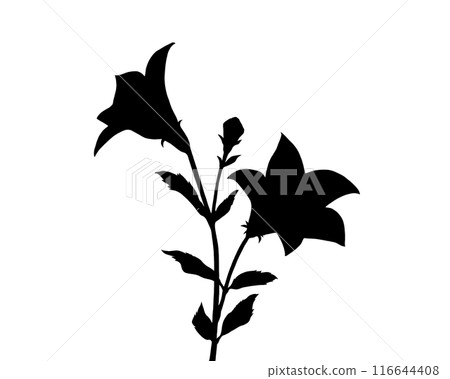 風鈴草剪影圖 116644408