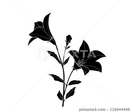 Black and white illustration of a bellflower (white background) 116644409