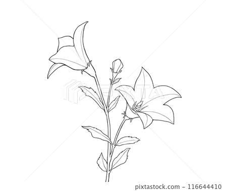 Line drawing of bellflower Line drawing of bellflower 116644410