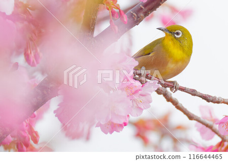 棲息在盛開的河津櫻上的繡眼鳥 116644465