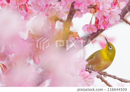 試著吸食河津櫻花蜜的繡眼鳥 試著吸食河津櫻花蜜的繡眼鳥 116644509