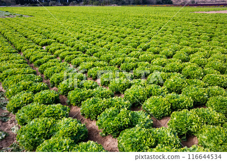 Young endive plants growing in the vegetable garden Young endive plants growing in the vegetable garden 116644534