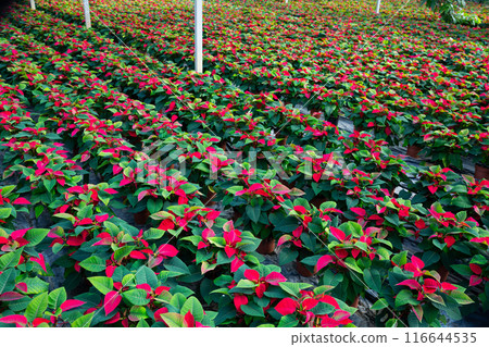 Poinsettia (Christmas flowers) growing in greenhouse farm 116644535