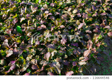 Red leafy mustard plantation in vegetable farm 116644546