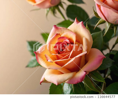 粉紅玫瑰 116644577