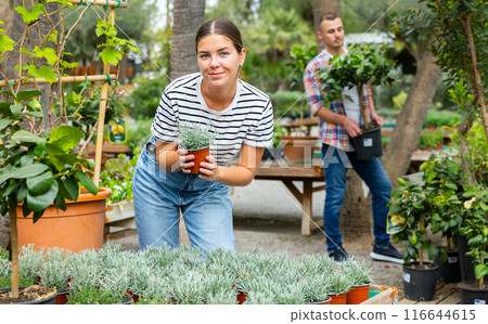 Young female customer near display case with helichrysum carefully selects pot with young seedlings. Young female customer near display case with helichrysum carefully selects pot with young seedlings. 116644615