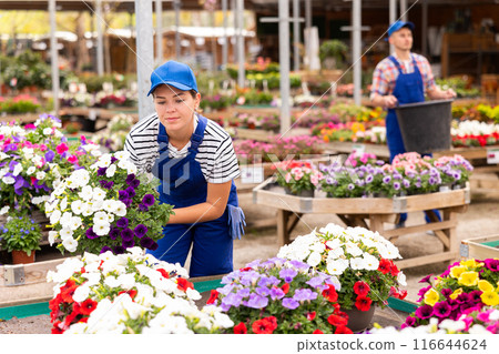 Girl worker hold large pot with composition of contrasting white and purple ampel petunias Surfinia 116644624