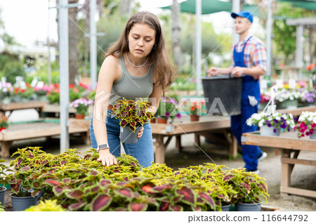 Thoughtful girl choosing colorful potted Coleus blumei at garden market 116644792