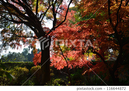 Ibaraki Botanical Garden 2023-11-28 #91 116644872