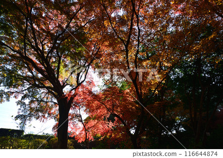Ibaraki Botanical Garden 2023-11-28 #92 116644874