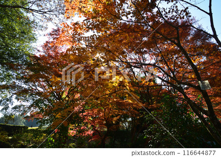 Ibaraki Botanical Garden 2023-11-28 #95 116644877