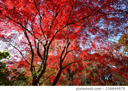 Ibaraki Botanical Garden 2023-11-28 #97 116644879