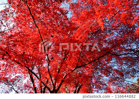 Ibaraki Botanical Garden 2023-11-28 #98 116644882