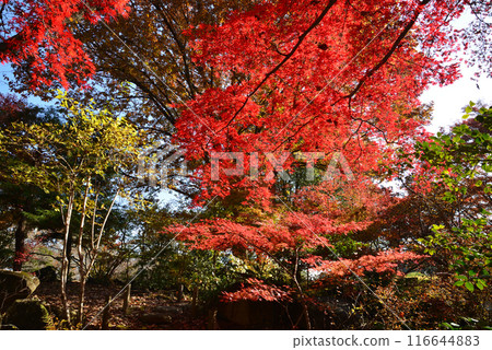 茨城縣植物園 2023-11-28 #99 116644883