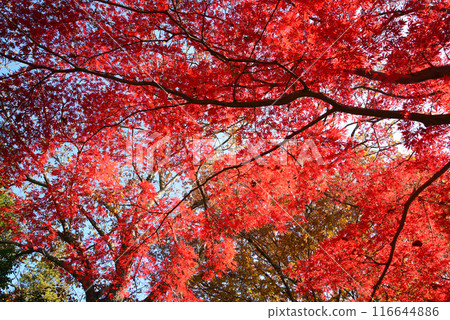 茨城縣植物園 2023-11-28 #100 116644886