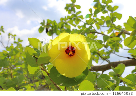 濱黃花 濱黃花 116645088