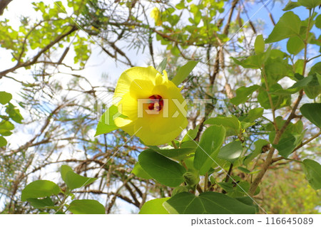 濱黃花 濱黃花 116645089