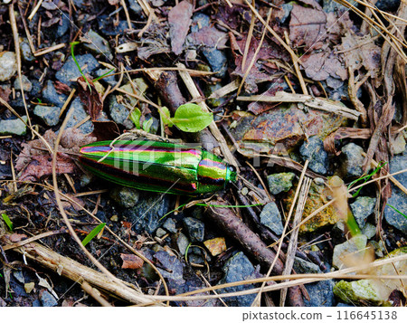 Buprestidae beetle resting on the ground Buprestidae beetle resting on the ground 116645138